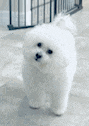 Que Confused GIF