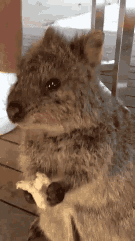 Quokka Chewing GIF