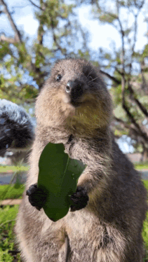 Quokka Eating GIF