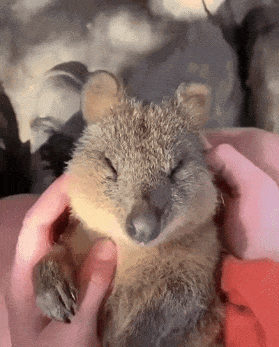 Quokka GIF