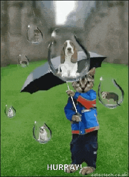 Raining Cats And Dogs GIF