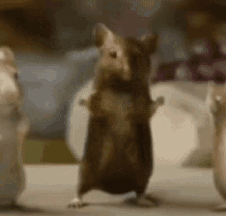 Rats Dancing GIF