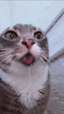 Rigby Cat GIF
