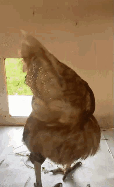 Runing Chicken GIF