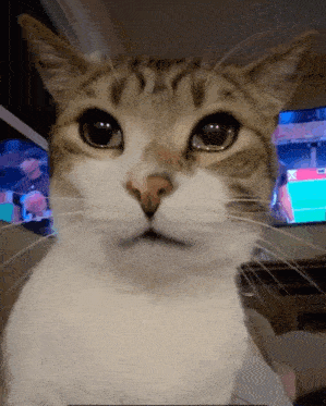 Sad Cat Cat Crying GIF