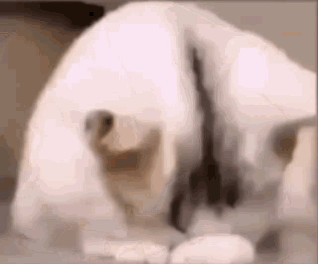 Sad Cat GIF