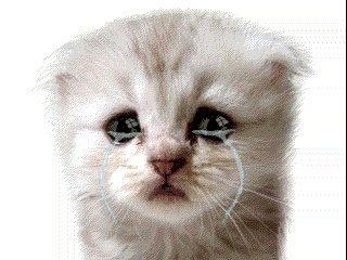Sad Cat Sad Kitten GIF