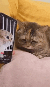 Sad Cat Saddest Cat GIF