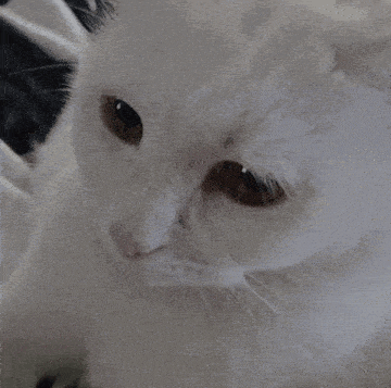 Sad White Cat GIF