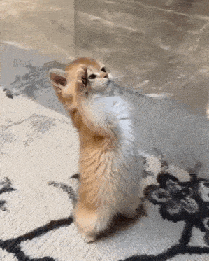 Salute Cat GIF