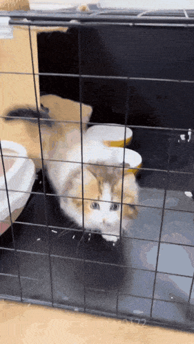 Screen Cat GIF