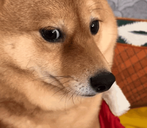 Shiba Dog GIF