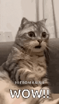 Shocked Surprised GIF