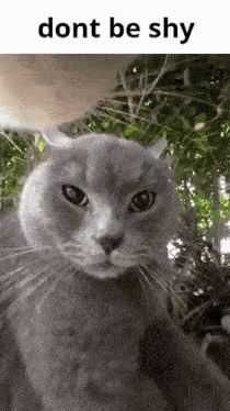 Shy Be GIF