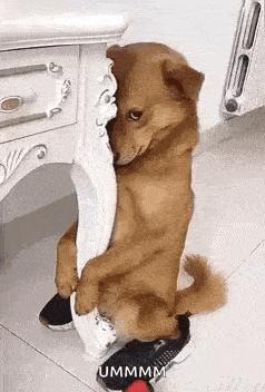 Shy Dog Shoes Gif