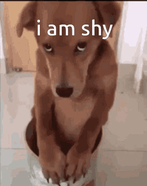 Shy GIF