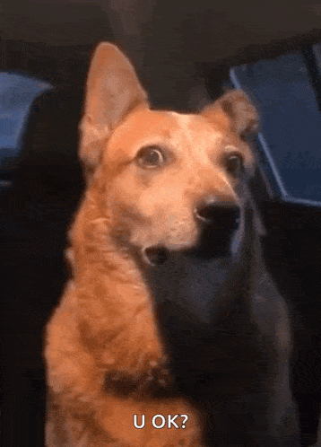 Side Eye Dog GIF
