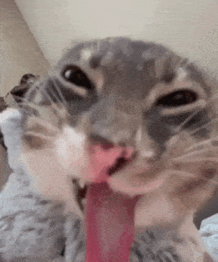 Silly Cat GIF