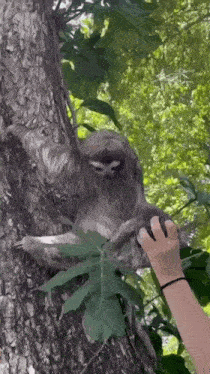 Sloth Baby GIF