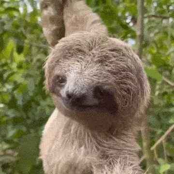 Sloth GIF