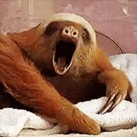 Sloths GIF