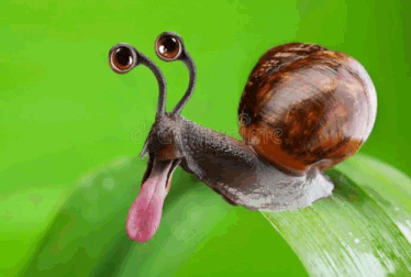 Snail Meme GIF