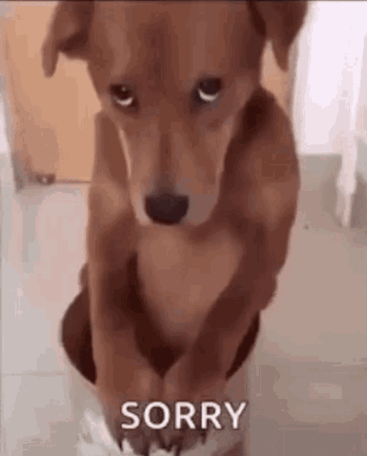 Sorry Meme GIF