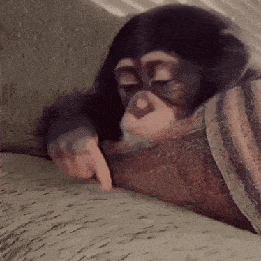 Stan Twitter Monkey GIF