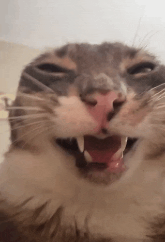 Stars Who Could Fly Rigby Cat GIF