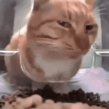 Sus Cat Stare GIF