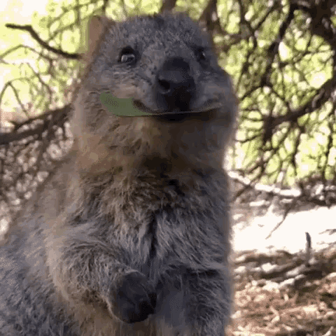 Sweet Eating GIF