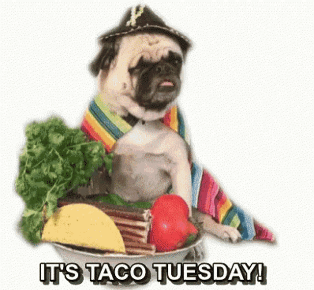 Taco Tuesday Dogs On GIF