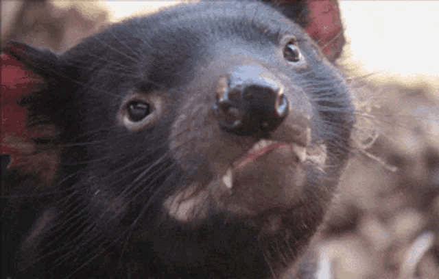 Tasmanian Devil GIF