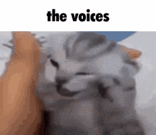 The Voices Cat GIF