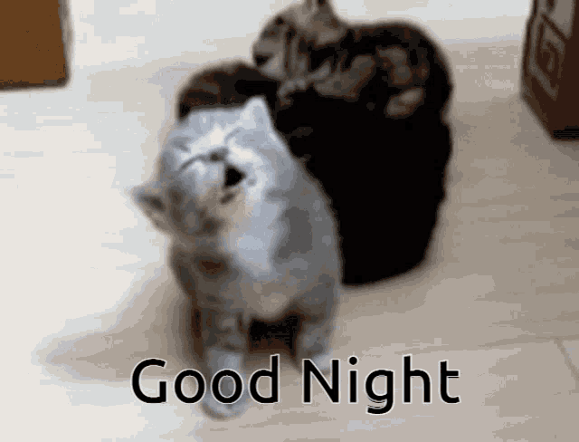 Tired Cat Gif