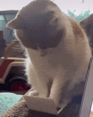 Typing Cat GIF