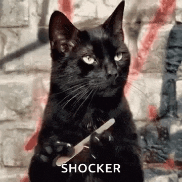 Waiting Cat Filing Nail GIF