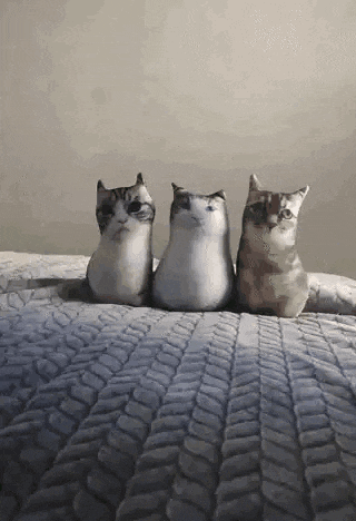 Watermelon Cat GIF