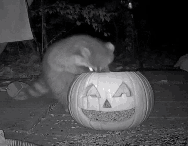 Wild Life Cam Raccoon GIF