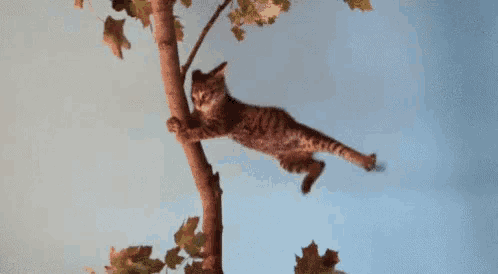 Windy Day Wind Storm GIF