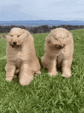 Windy Dogs GIF