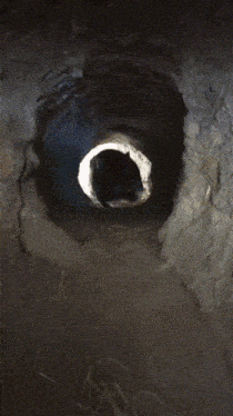 Wombat GIF