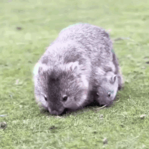 Wombat Locked In GIF