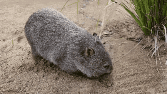 Wombat Run GIF