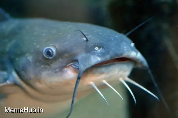 Catfish Meme Template