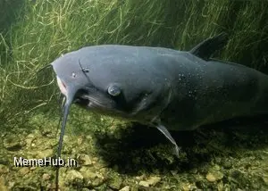 Catfish Meme