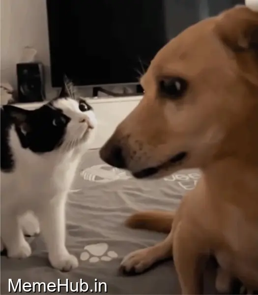 Caught in 4k Template