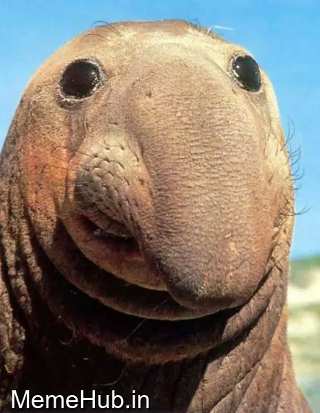 Hey Everybody Seal Meme Template