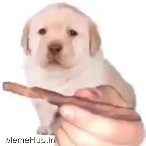 Quieres Meme Template