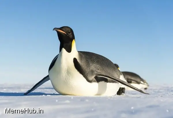 Sliding Meme